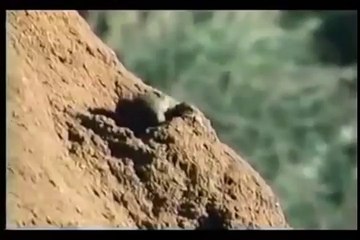 Worlds Dangerous Monitor LIzard VS COBRA Snake