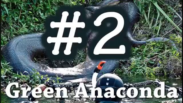 Worlds Largest Biggest 5 Deadly Snake!!!!!'