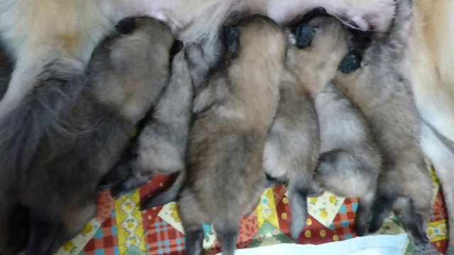 Chiots Berger Belge Tervueren
