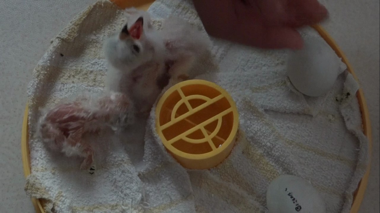 SOS_Busard cendré_CRESREL3