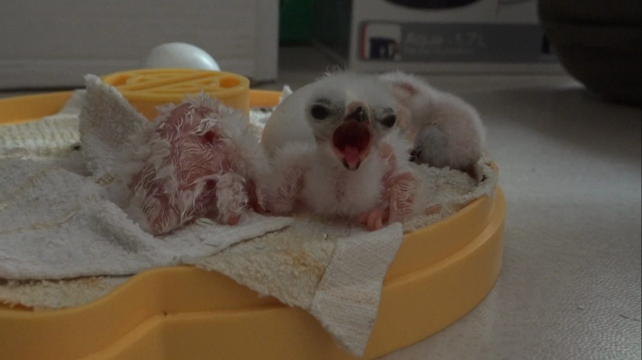 SOS_Busard cendré_CRESREL2