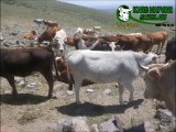Kars Simental Kurbanlık Fiyatları Kars Simental Boğa Altı Düve Fiyatları Kars Simental İnek Fiyatları Kars Simental Kesimlik İnek Fiyatları