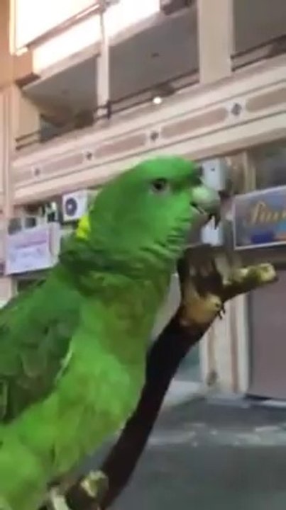 Talking Parrot