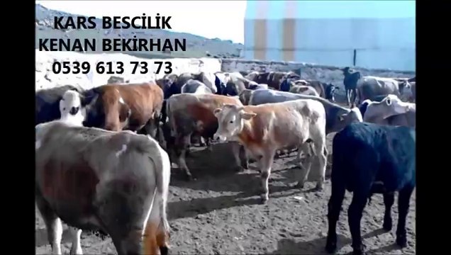 Kars Düve Fiyatları Kars Simental Dana Fiyatları Kars Simental Buzağı Fiyatları Kars Simental Hayvan Fiyatları Kars Simental Erkek Dana Fiyatları
