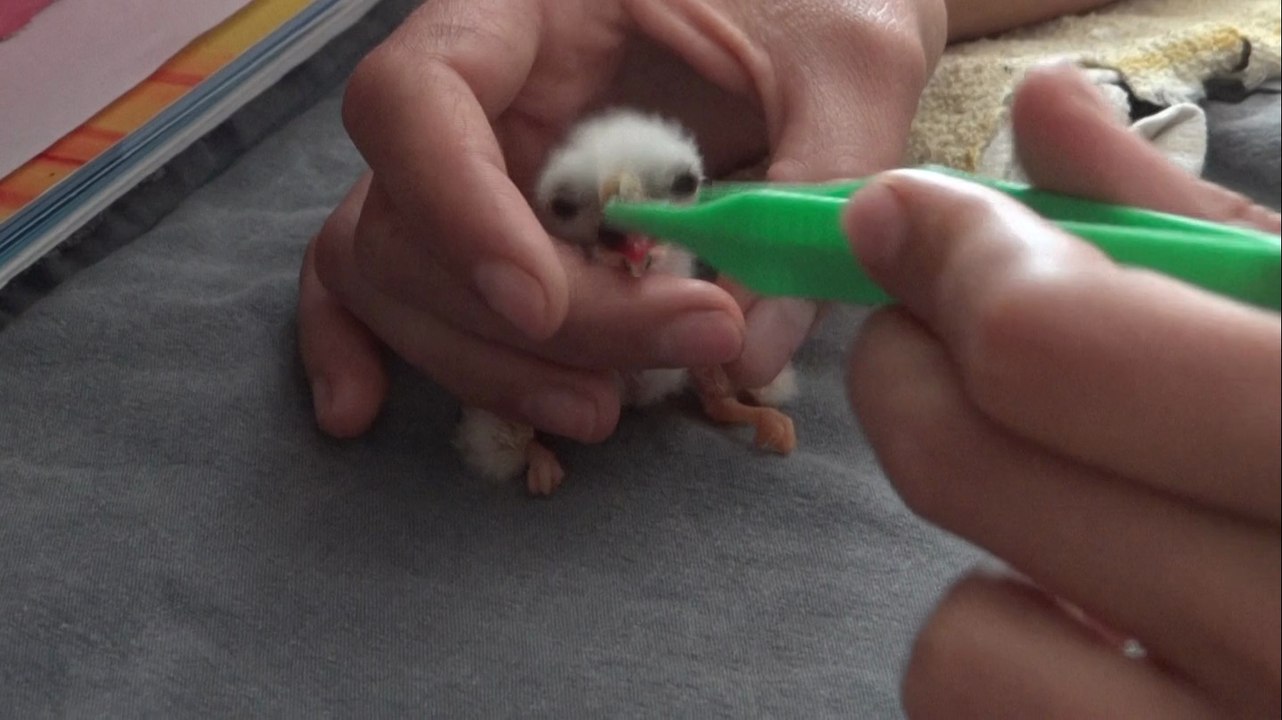 SOS_Busard cendré_CRESREL1