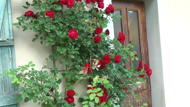 Hautes-Alpes: Hommage à Dominique Villars dans le Noyer