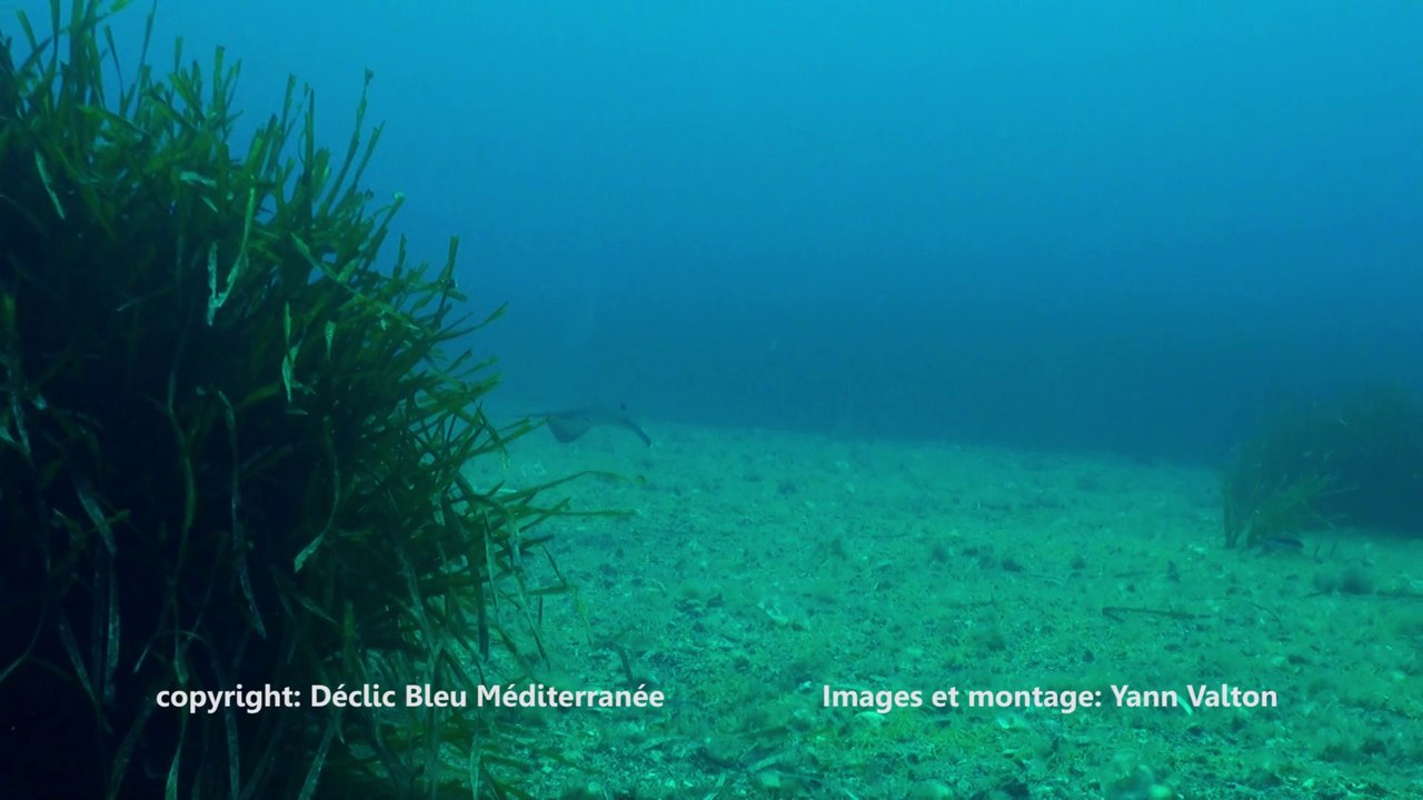 raie pastenague à Porquerolles