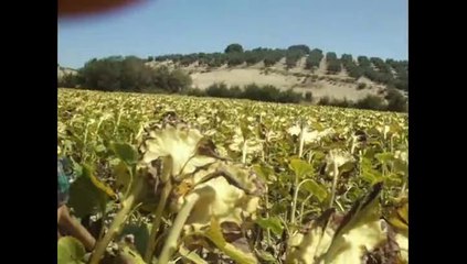 Diario de un cazador primera parte