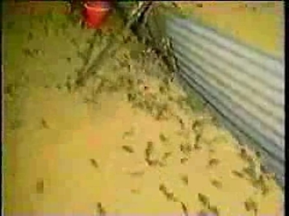 Rats_attaque