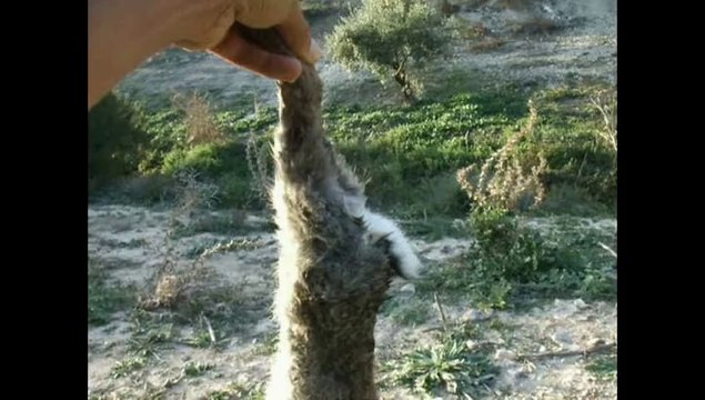 Diario de un cazador segunda parte