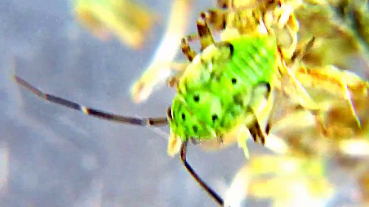 Never Before seen Green Beetle.Amazing