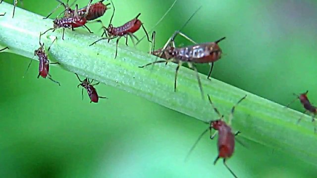 Hells Kitchen Insects