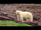 Documental Osos Polares