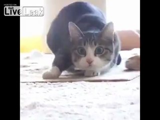 Kalkış Kontrollü Kedi Nasıl Çalışır