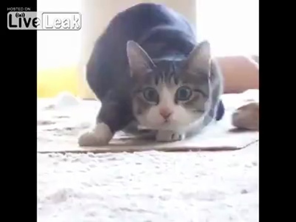 Kalkış Kontrollü Kedi Nasıl Çalışır