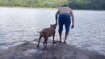 Sahibi Göle Atlayınca Korkudan Ağlayan Köpek