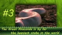 Green Anaconda is the world's heaviest and one of the world's longest snake