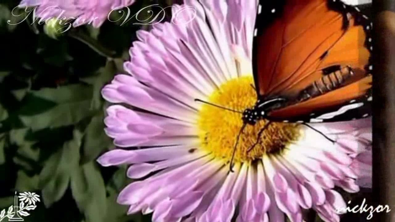 Yıldırım Gürses - Çok Ayıp