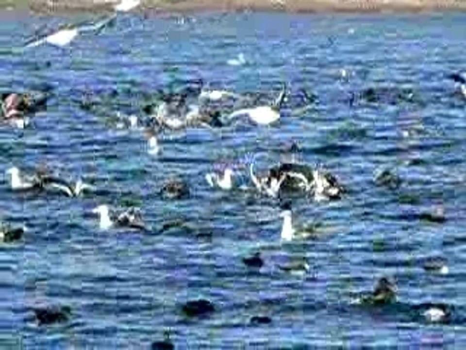 Oiseaux Bahia Tortugas 2