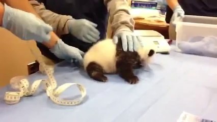 Osito panda llora como bebe humano