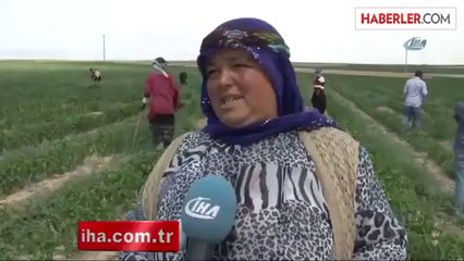 Mevsimlik İşçilerin Zorlu Ramazan Orucu