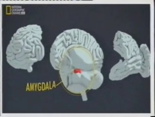 Cerebro estresado: Respuestas fisiologicas