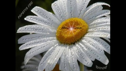 Fatih Kısaparmak - Papatya Fali