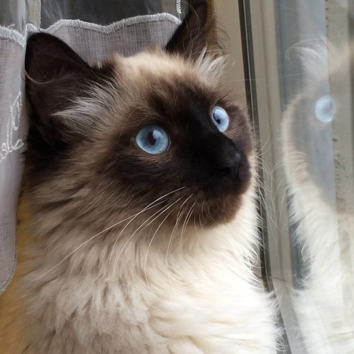 Igor mon chat siberien (dauphin) regarde les oiseaux le 30 avril 2014