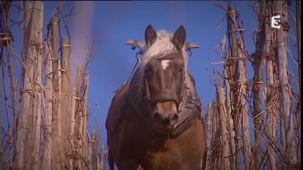 Goûtez voir : un sillon dans la vigne