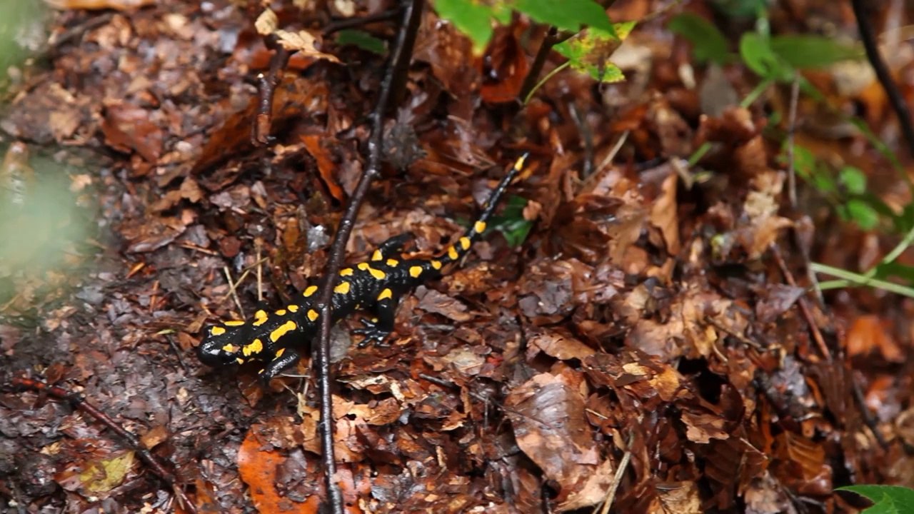 Découverte des montagnes et forêts de Slovénie
