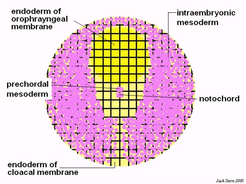 Embryo Week 3 de