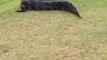 Amazing Crocodiles fight on golf green field... Violent!