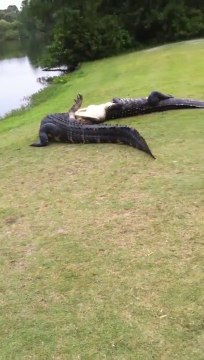 Amazing Crocodiles fight on golf green field... Violent!