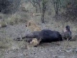 Bébé lion coincé dans le derrière d'un buffle mort... Trop gourmand!