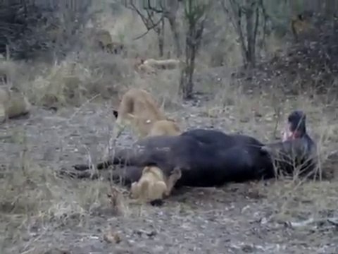 Bébé lion coincé dans le derrière d'un buffle mort... Trop gourmand!