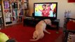 Dog supporting portugal soccer team is so so sad! Hilarious pet...