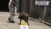 Boar attacking people in Kobe city while she is defending his baby boars. So violent animal...