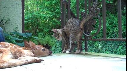 OYUN İSTEYEN YAVRU KEDİ VE CEYLAN