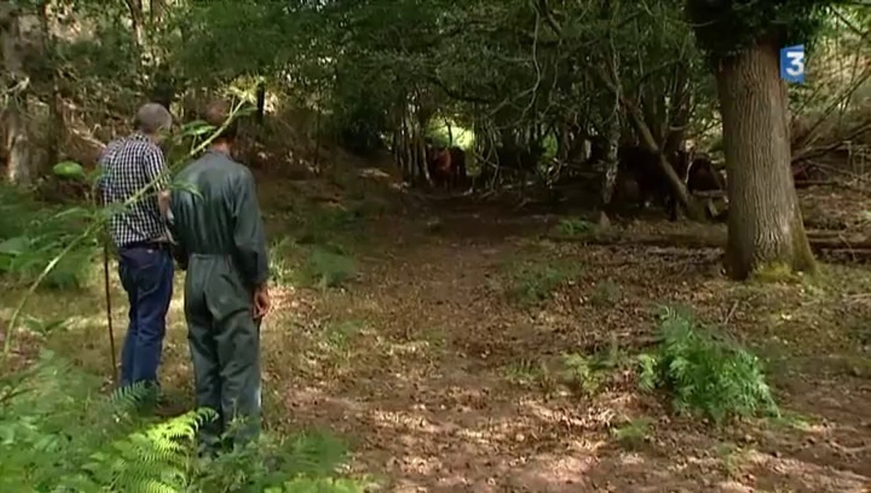 Des vaches pour lutter contre le feu