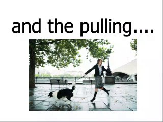 Don't Make Your Dog Beg - Dawgeeze Retractable Dog Leash