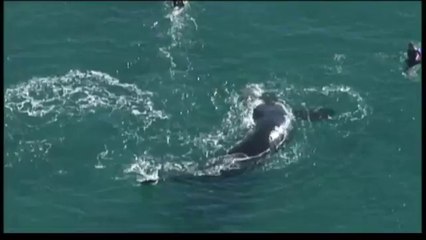 Surfistas nadan junto a ballena