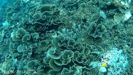 Kite Kite Aje Mabul 2014 SJ4000