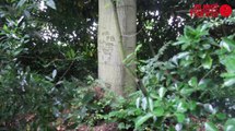 A Rennes, l'arbre a gardé l'autographe des soldats nazis depuis plus de 70 ans