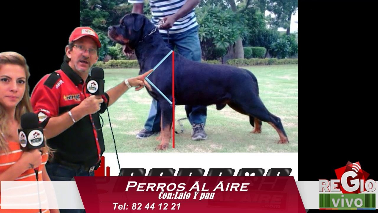 PERROS AL AIRE 28 DE JUNIO DEL 2014
