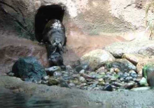 Otter Pups Learn to Swim