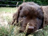 chiots terre neuve marron bronze de l'élevage de VALOYAN