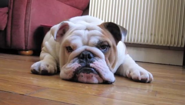 Bulldog Anglais - Famille des Bony's