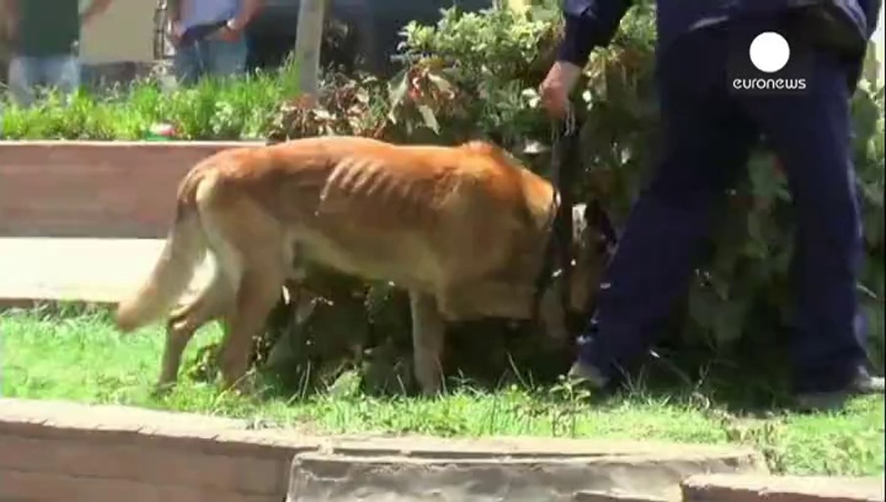 Egypte : 2 démineurs meurent dans l'explosion de bombes