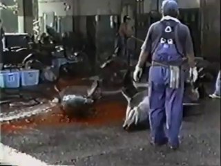 Earthlings - Terrícolas (subtítulos en español)