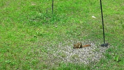 Little Red Squirrel Hates to Share